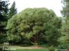 Salix fragilis var. sphaerica = var. bullata hort.